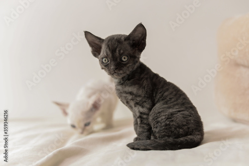 Cute grey devon rex cat sit on bed and look at camera,big ears small body 