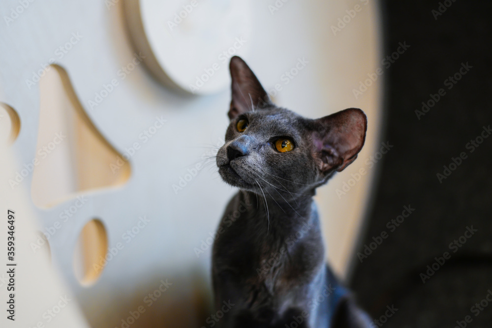 Black Oriental Shorthair, big ears thin cat look up
