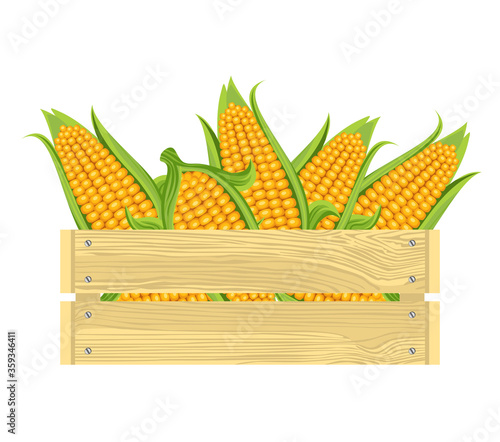 Ripe corn in wooden box isolated on white background. Vector illustration of fresh organic food in cartoon flat style.
