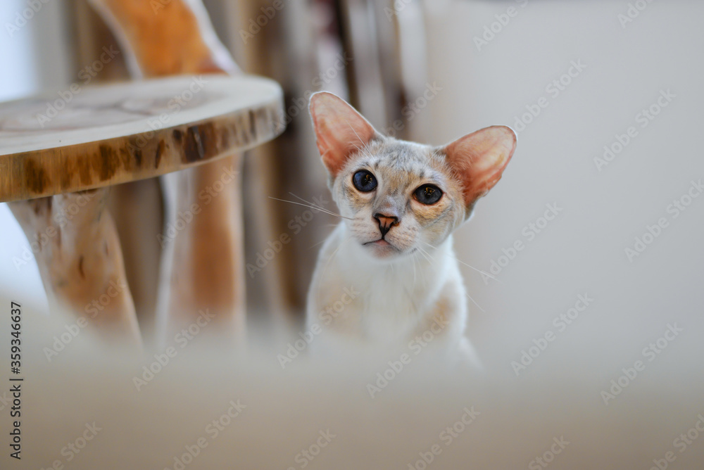 Oriental Shorthair cat look at camera, silver body color
