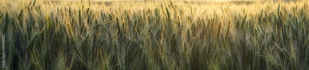Fototapeta premium Panorama banner of backlit wheat at sunset