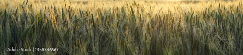 Panorama banner of backlit wheat at sunset