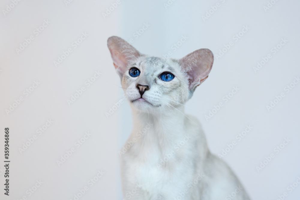 White Oriental Shorthair cat,blue eyes, pink ears, white background
