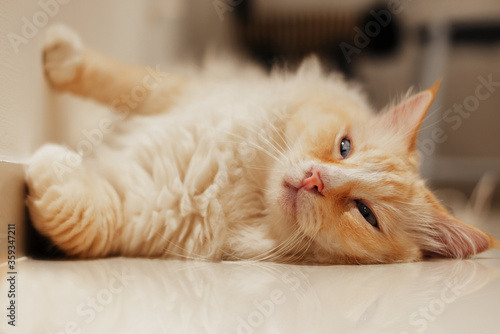 Fat yellow Ragdoll cat sleeping on the ground in a fanny way, sleepy face, light blue eyes, long hair 