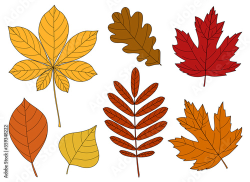 Set of autumn leaves of rowanberry maple oak chestnut chestnut acorn berries on a white background vector illustration