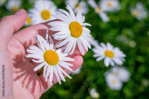 Chamomile flowers close up in a woman's hand. Beautiful scene scene with blooming medical daisies in daylight. Alternative medicine Spring chamomile