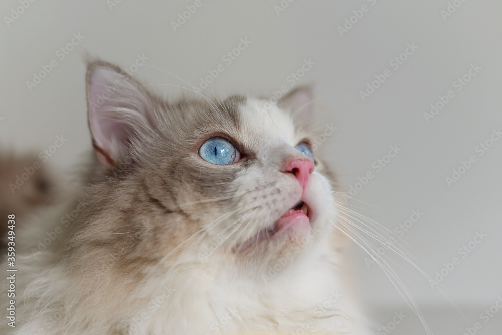 Fat grey ragdoll cat look up, side face,  blue eyes, long hair,pink nose