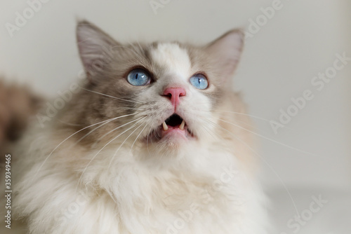 Fat grey ragdoll cat look up, sad face, blue eyes, long hair