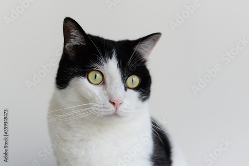 Black and white mixed cat stare blankly,open big light green eyes in gray background