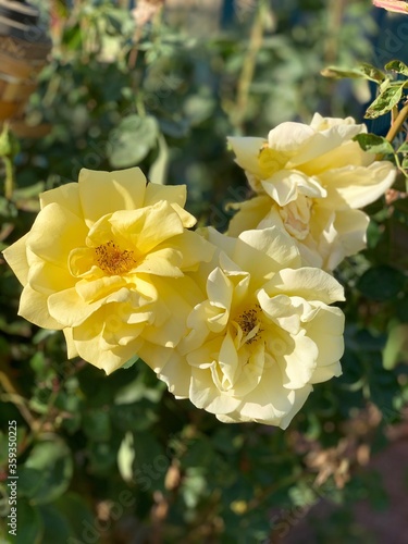 yellow flowers in the garden