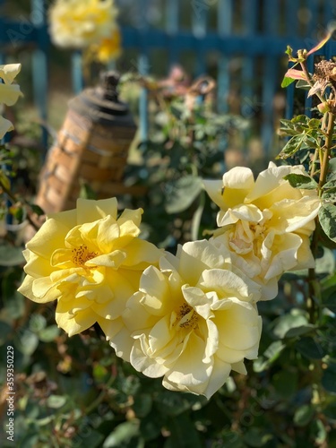 yellow flower in the garden