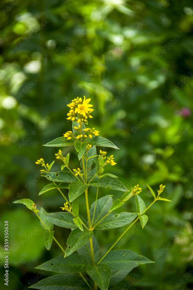 Fototapeta premium a garden loosestrife flowers (lysimachia vulgaris)