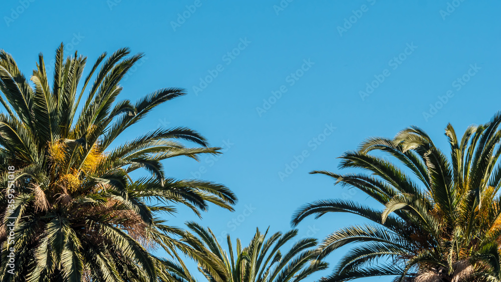 Fototapeta premium Three palm trees with a blue sky, tropical scenery, vacation luxury in a resort. Copy space.