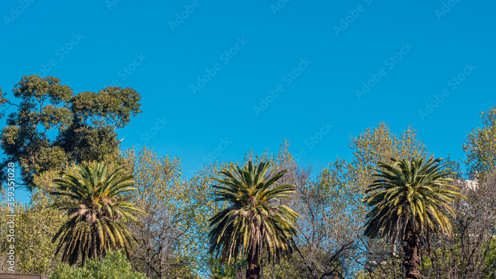 Palm trees and other natural plants with a clear blue sky.
