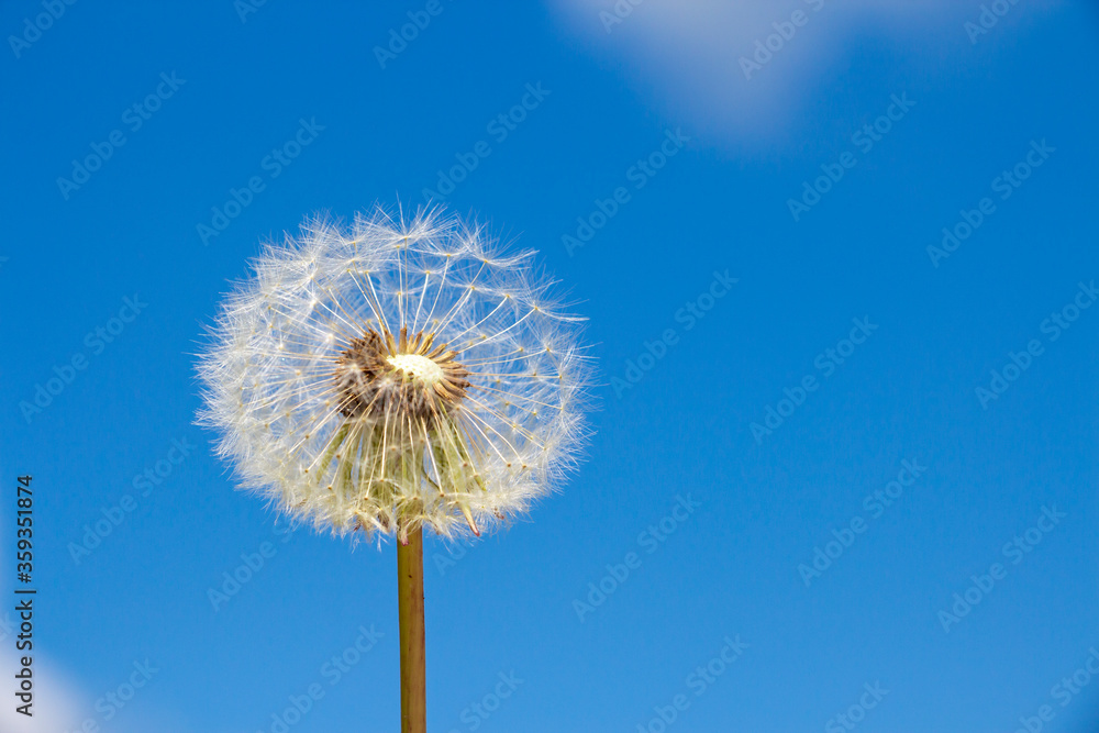 Close up view of white fluffy dandelion flower without few seeds. Clear blue sky in the background. Freedom theme. Close up view of white fluffy dandelion flower without few seeds. Clear blue sky in the background. Freedom theme.