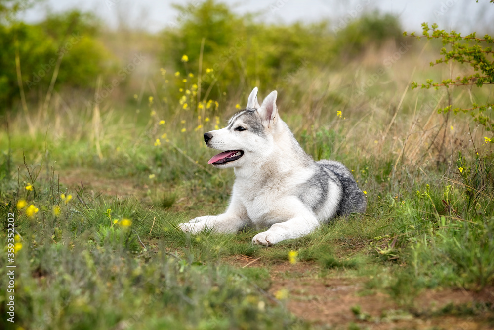 A young Siberian Husky is lying down at a pasture. The dog has grey and white fur; his eyes are brown. There is a lot of grass, green plants, and yellow flowers around him..