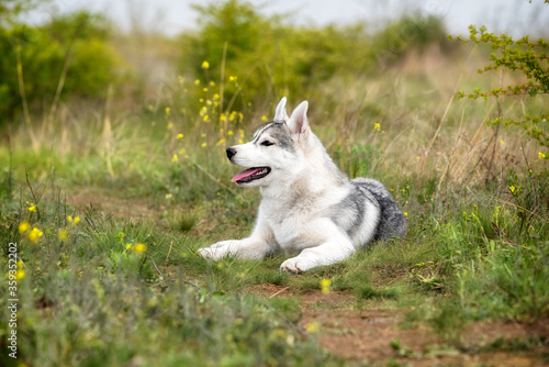 A young Siberian Husky is lying down at a pasture. The dog has grey and white fur  his eyes are brown. There is a lot of grass, green plants, and yellow flowers around him.. © Rabinger