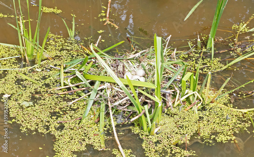 Coot`s nest coot with eggs photo
