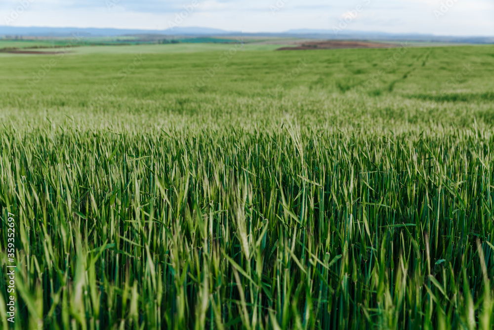 Green wheat field under the blue sky. Summer landscape Green wheat field under the blue sky. Summer landscape