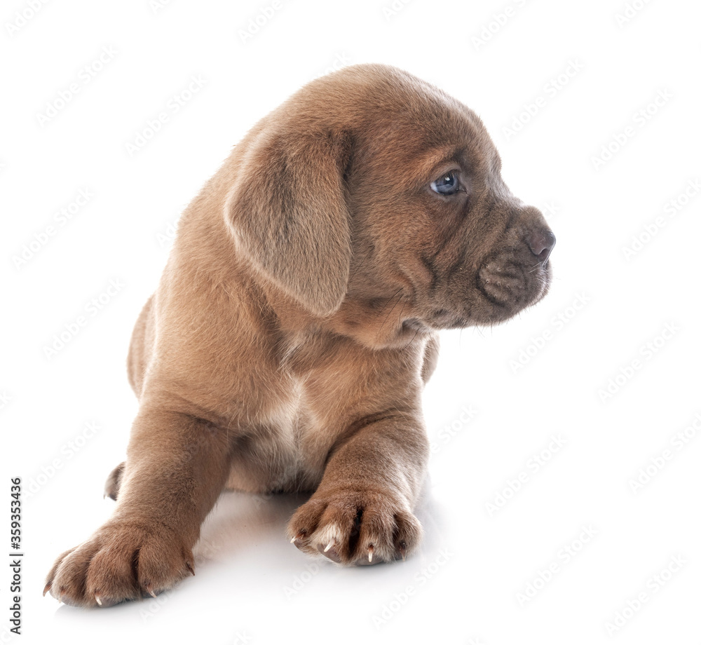 puppy cane corso