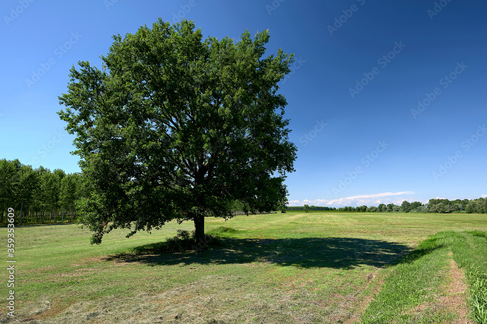 quercia quercia