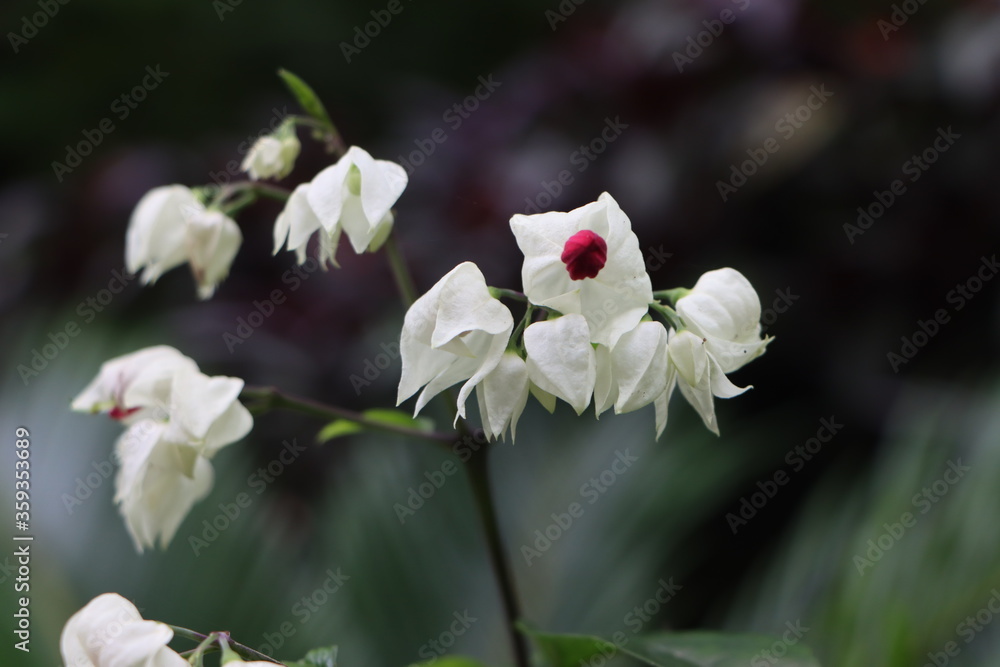 Clerodendron or bleeding heart vine flowers Clerodendron or bleeding heart vine flowers