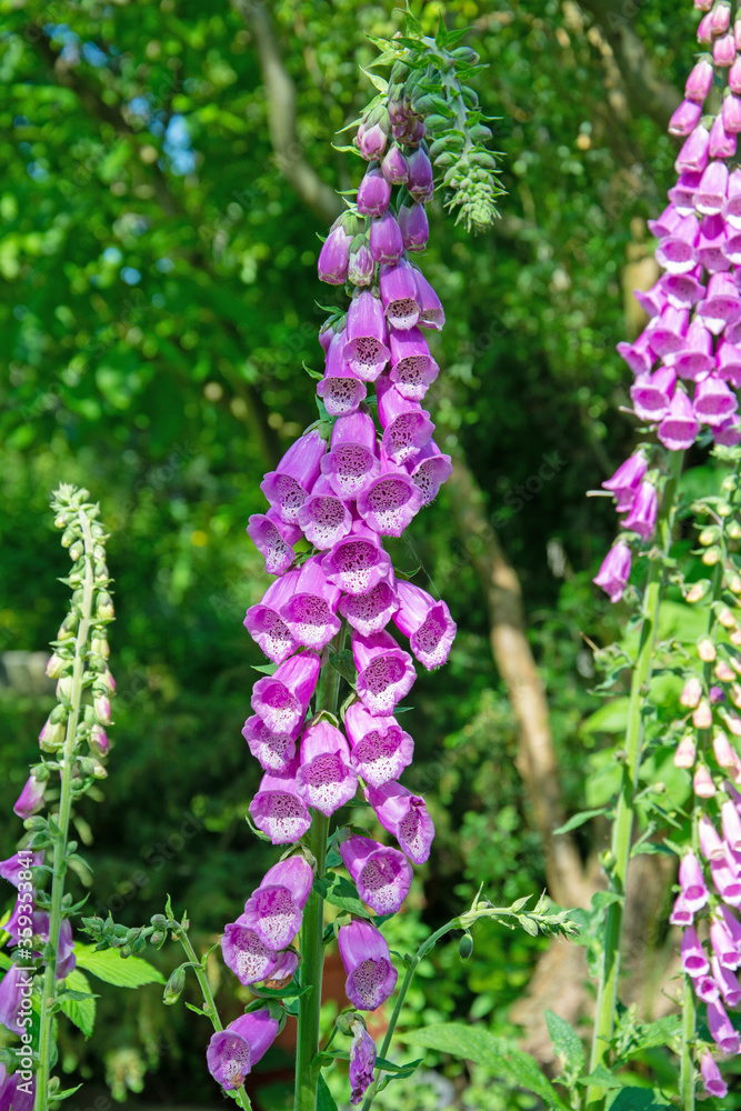 Blühender Roter Fingerhut,Digitalis purpurea,im Frühsommer Blühender Roter Fingerhut,Digitalis purpurea,im Frühsommer