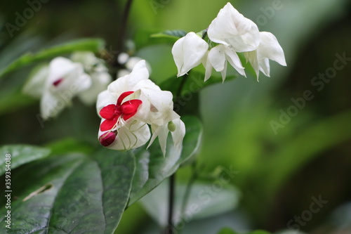 Clerodendron or bleeding heart vine flowers photo