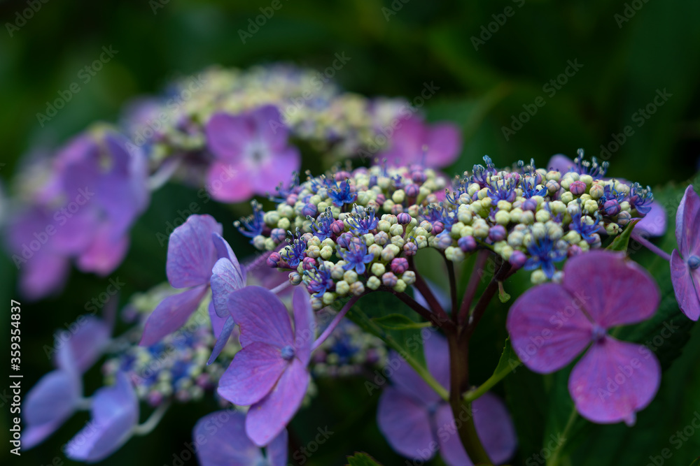 Japanese purple hydrangea close up Japanese purple hydrangea close up