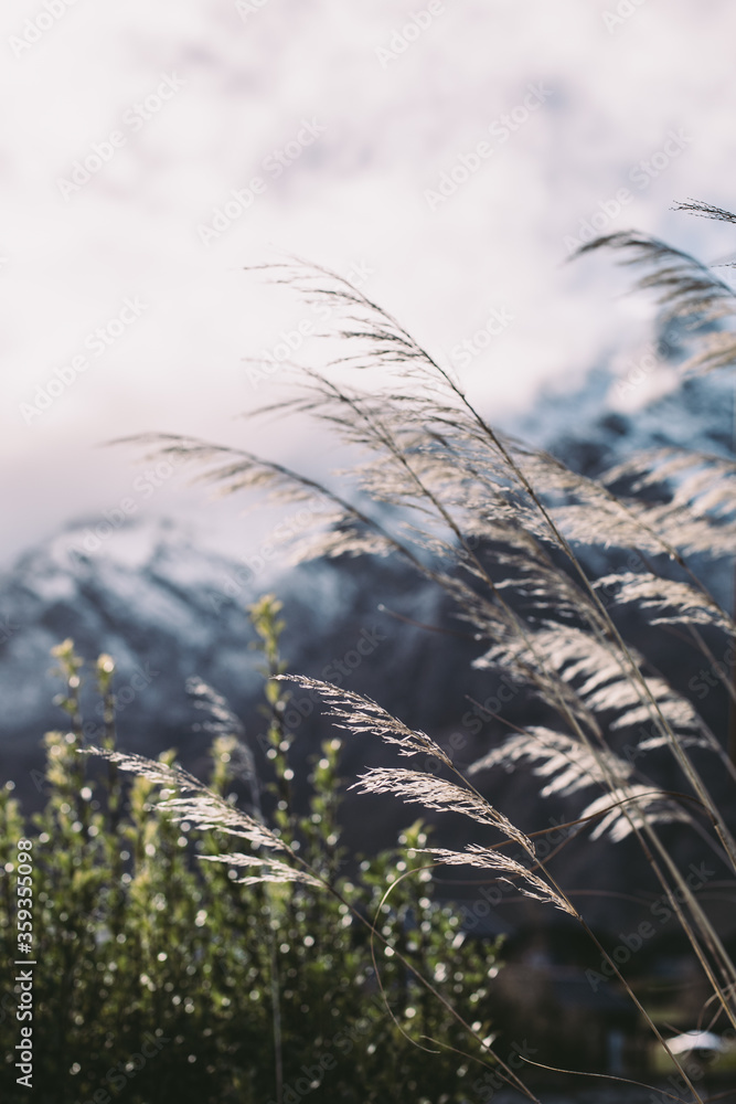 Obraz premium Backlit grass in the wind closeup