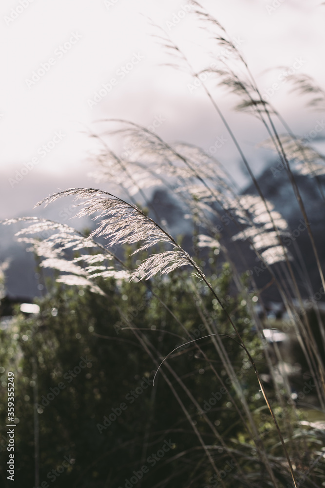 Obraz premium Backlit grass in the wind