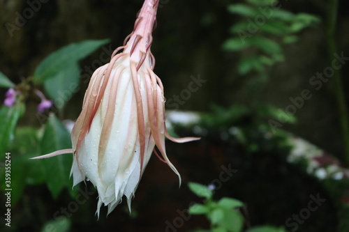 Night queen flower bud or Epiphyllum oxypetalum bloom photo