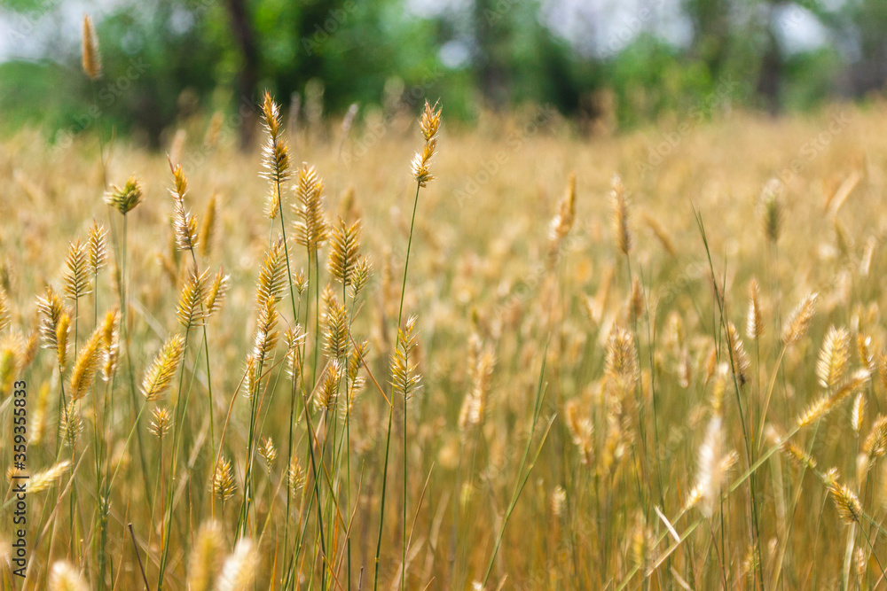 Obraz premium Field with plants in summer