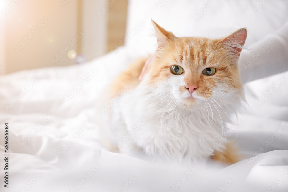 Cute cat with owner in bedroom