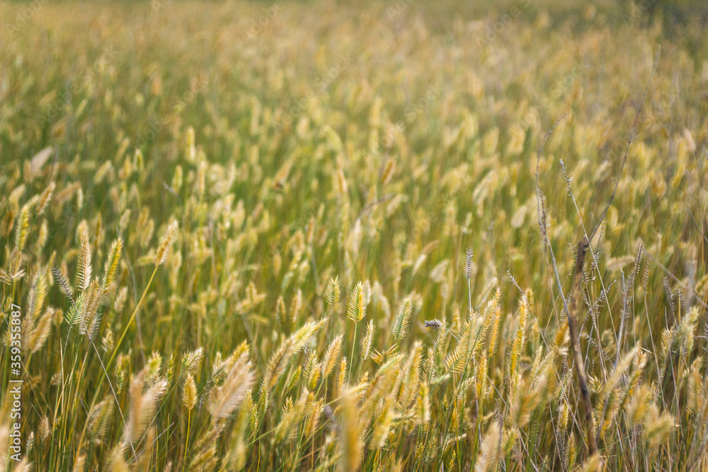 Obraz premium Field with plants in summer