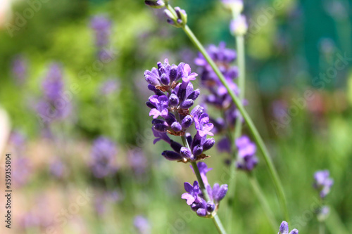 Closeup of lavender flowers (Lavandula) 