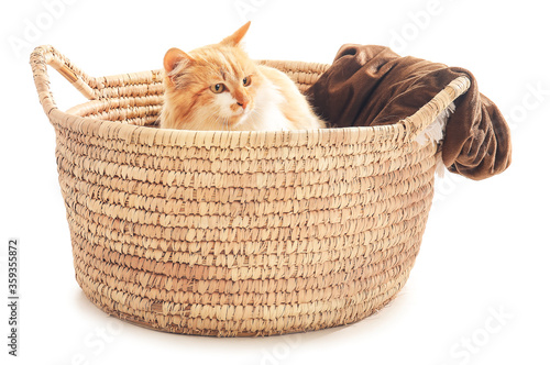 Cute cat in basket on white background