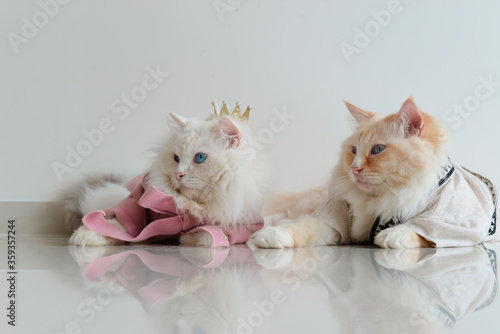 Husband ragodoll cat sit with wife in pink coat 