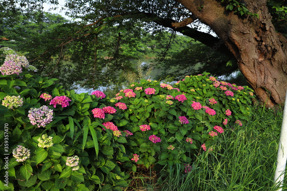 埼玉県の元荒川沿いに咲くピンク色のアジサイの花