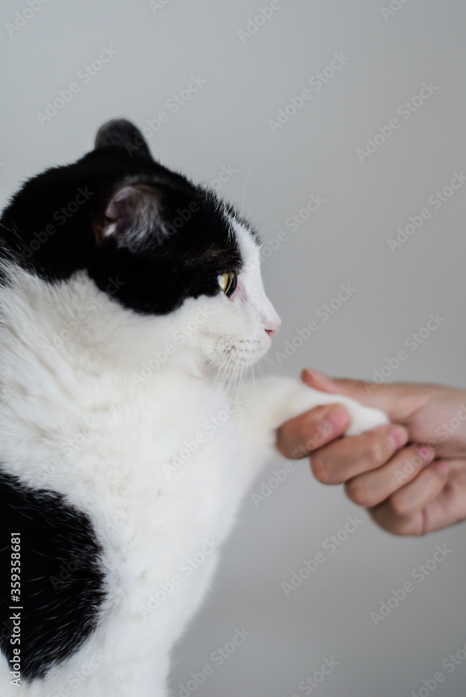 Black white cat shake hand with people.
Black white cat shake hand with people.