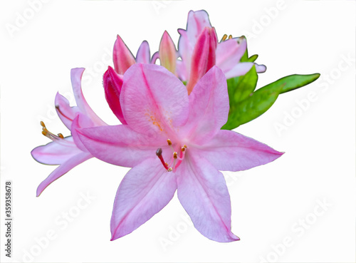 Azalea Flowers | Beautiful day | Hummingbirds | the most hybridized plants in the entire world