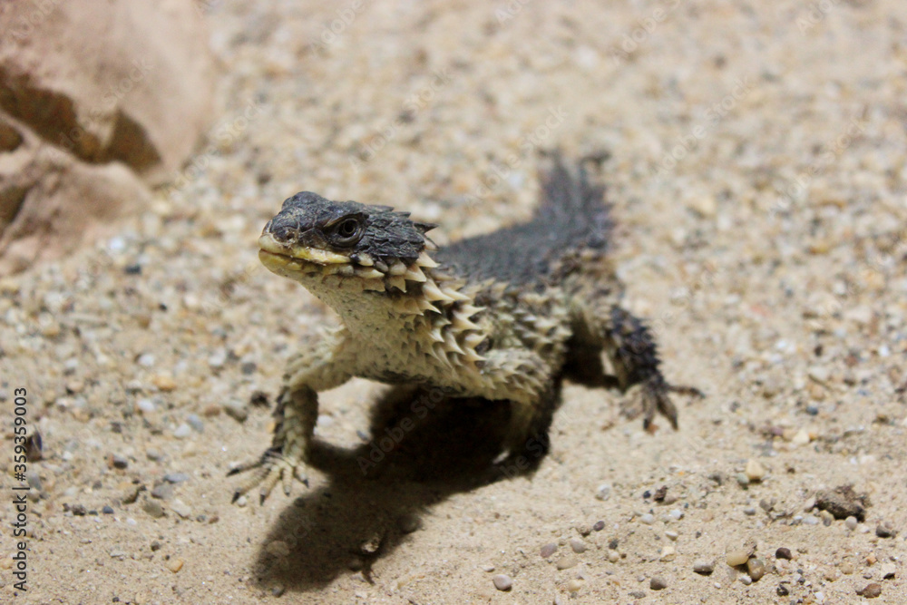 Steppe Agama, Trapelus sanguinolentus nature desert habitat Asiation part on Russia and Kazakhstan. Steppe Agama, Trapelus sanguinolentus nature desert habitat Asiation part on Russia and Kazakhstan.