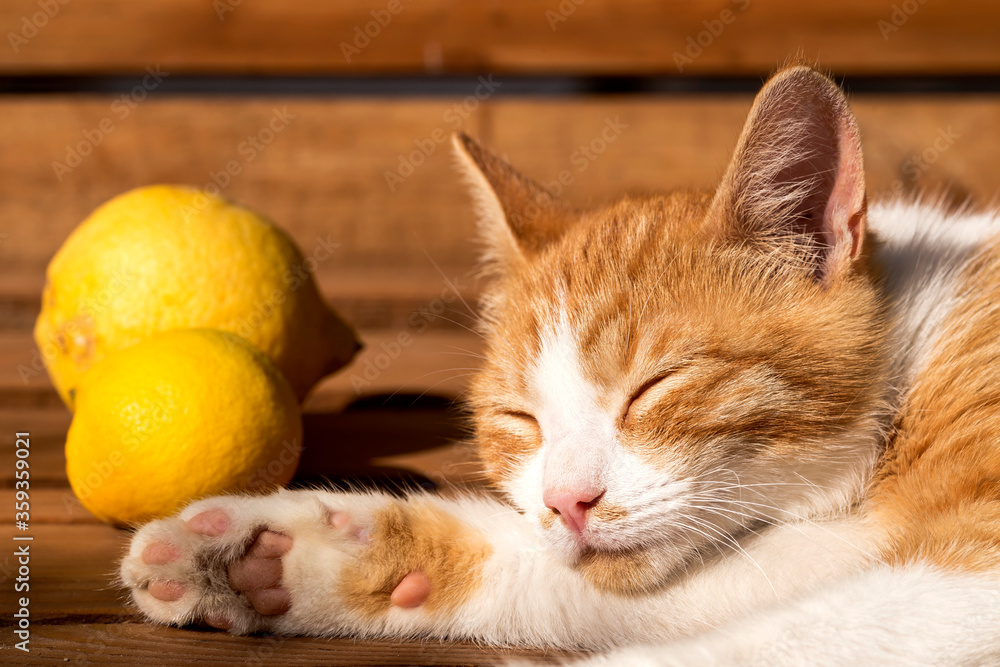 Fototapeta premium Small, beautiful white-red kitten sleeps on a bench close-up