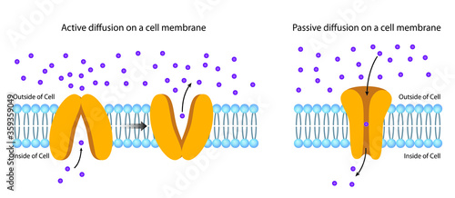 Diffusion Across the Plasma Membrane