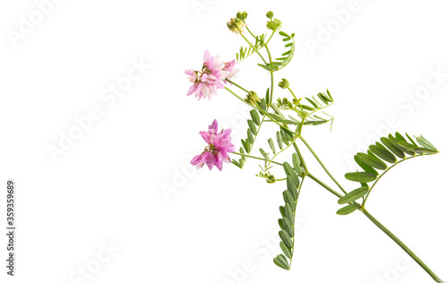Fototapeta Naklejka Na Ścianę i Meble -  summer meadow flowers isolated