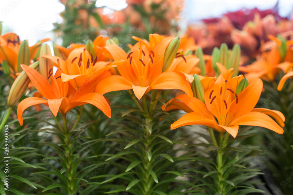 Close up of bouquet of beautiful summer blooming of Liliaceae. Close up of bouquet of beautiful summer blooming of Liliaceae.