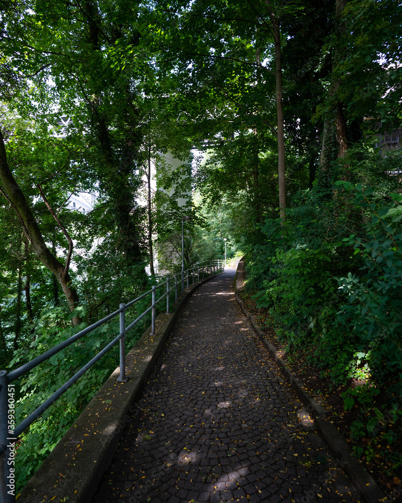 Waldstück in Bern Waldstück in Bern
