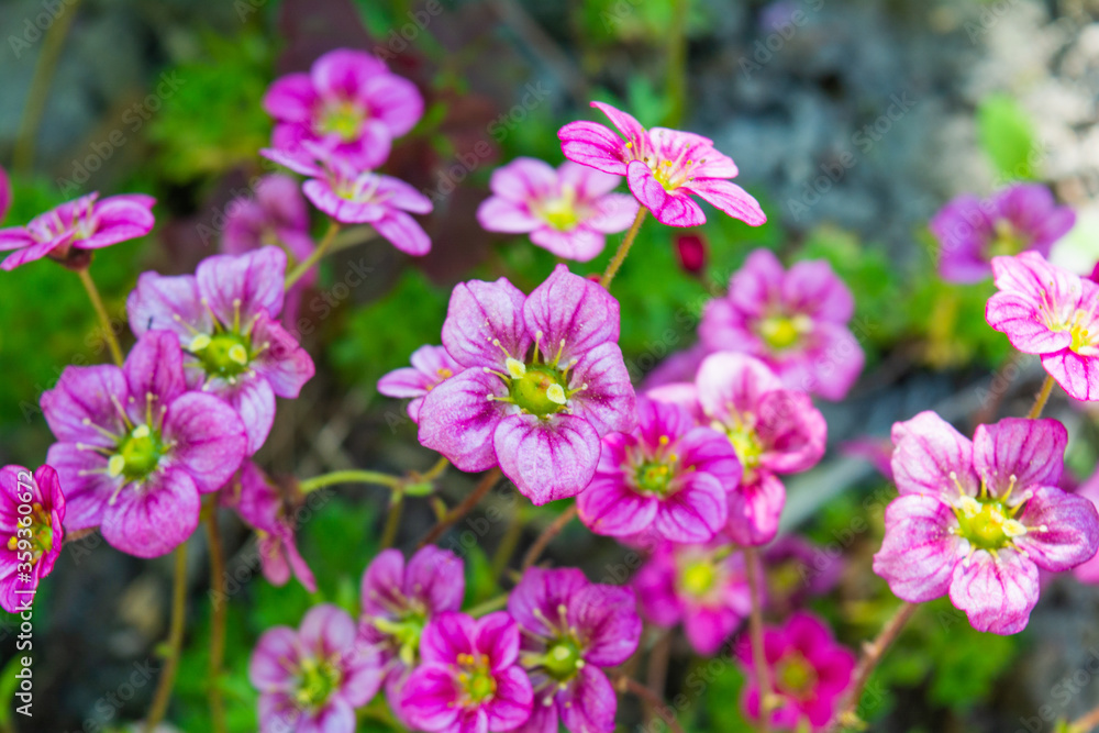 Small alpine pink flowers ground cover background