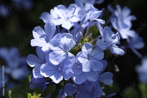 Flores azules 