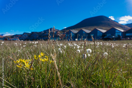 Arctic summer in Longyearbyen on Spitsbergen. Cotton grass and yellow flowers in the foreground. Buildings in the background.